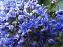 "Little Blue Flowers"