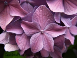 "Purple Hydrangea"