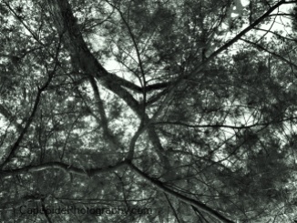 "Trees from Below"